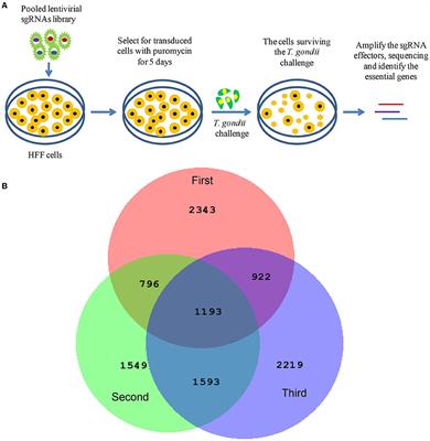 Genome-Wide CRISPR Screen Identifies Host Factors Required by Toxoplasma gondii Infection